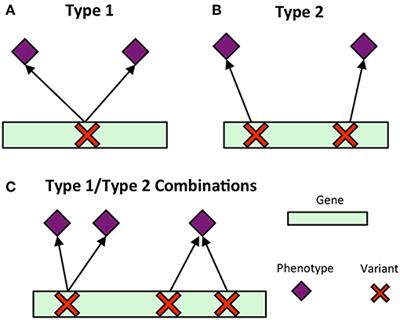 Multi-Phenotype Association Decomposition: Unraveling Complex Gene-Phenotype Relationships